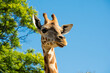 Girafas com suas manchas  Australia