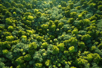 Wall Mural - From high above, the summer forests resemble a patchwork quilt of varying shades of green