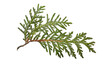 A branch of a green thuja isolated on a white background.