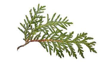 a branch of a green thuja isolated on a white background.