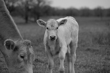 Sticker - Charolais calf portrait, baby farm animal on Texas ranch in black and white closeup from farm field.