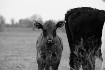 Wall Mural - Black angus calf in Texas farm field in black and white with copy space for agriculture.
