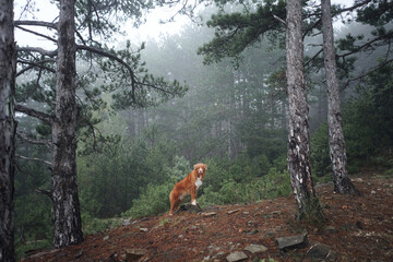 Wall Mural - Red dog in a foggy forest. Nova Scotia duck tolling retriever in nature. Hiking with a pet. forest fairy tale