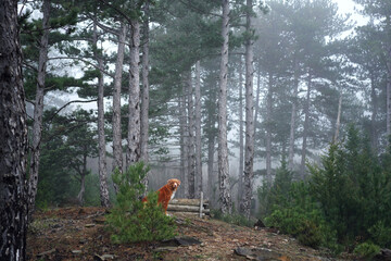 Wall Mural - Red dog in a foggy forest. Nova Scotia duck tolling retriever in nature. Hiking with a pet. forest fairy tale