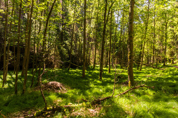 Fototapeta forest in brtnicky potok valley in bohemian switzerland, czech republic