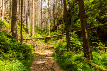 Fototapeta hiking trail in a forest in the national park bohemian switzerland, czech republic