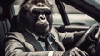 langhaariger Gorilla mit Sonnenbrille im Business Outfit im Auto beim fahren. Generative Ai.