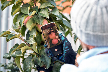 hands farmer taking photo with mobile smart phone in indoor organic apples produce in greenhouse garden nursery farm, agriculture business, smart farming