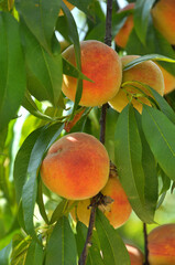 Wall Mural - On the tree branch ripe peach fruits