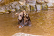Bear in the moat of Cesky Krumlov castle, Czech Republic