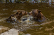 Bears in the moat of Cesky Krumlov castle, Czech Republic