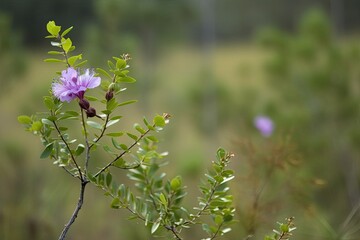 Sticker - beautiful purple flower blooming on a tree branch surrounded by a field. Generative AI