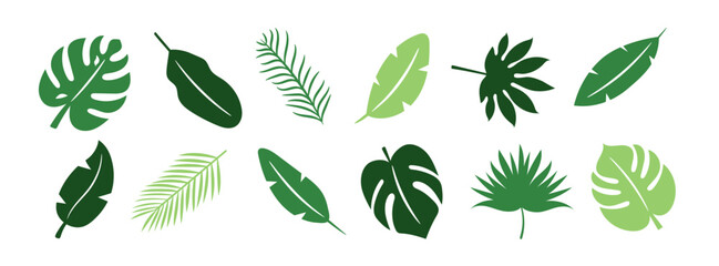 a set of hand-drawn tropical leaves on a white background