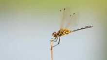 Fullbody View Of Yellow And Black Dragonfly Latched Onto Stick In The Wind