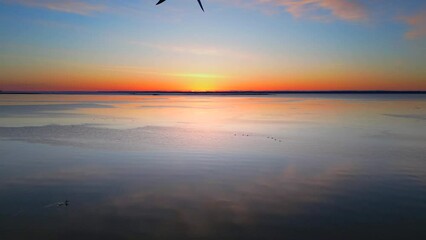Wall Mural - Graceful seagull flying toward the coming sunrise in slow motion. This is truly exceptional footage.
