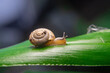 A snail is a shelled gastropod. The name is most often applied to land snails, terrestrial pulmonate gastropod molluscs. However, the common name snail is also used for most of the members of the moll