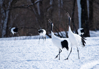 Sticker - crane　gruidae