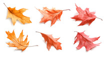 Autumn Leaves Collage Free Stock Photo - Public Domain Pictures