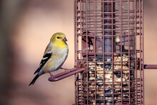 Male Goldfinch (Spinus Tristis) On A Feeder In Winter (non-breeding) Plumage