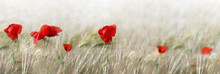 Panoramic View On  Red Poppies Flowers Blooming In A Cereal Field