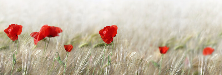 Wall Mural - panoramic view on  red poppies flowers blooming in a cereal field