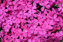 Close Up Pink Moss Phlox
