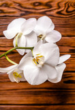 Fototapeta  - A branch of white orchids on a brown wooden background
