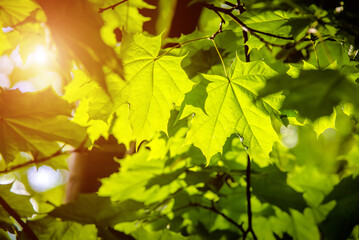green nature background with maple leaves