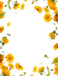 Floral frame overlay of  yellow flowers, isolated 