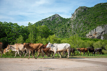 Poster - THAILAND PRACHUAP SAM ROI YOT WAT KHAO DAENG