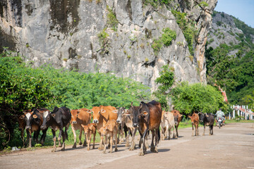 Poster - THAILAND PRACHUAP SAM ROI YOT WAT KHAO DAENG