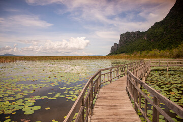 Poster - THAILAND PRACHUAP SAM ROI YOT LOTUS LAKE