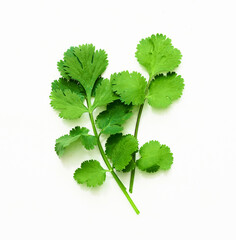 Wall Mural - coriander or cilantro leaves isolated on white background. bunch of coriander or cilantro leaves isolated on white background. top view coriander or cilantro leaves isolated