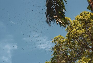 Scenery of thousands of birds crossing the blue sky to migrate