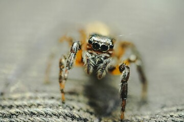 Poster - Macro shot of a fuzzy spider crawling on a fabric surface