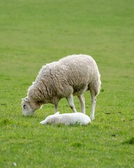 Wall Mural - there is a mother sheep and her baby in the pasture