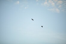 Low Angle Closeup Shot Of Two Crows Flying On A Sunny Day