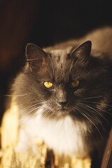 Sticker - Vertical closeup of a long-haired cat in sunlight.