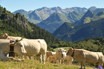 Sticker - Herd of cows on a hilly grassland against a mountain landscape in the countryside