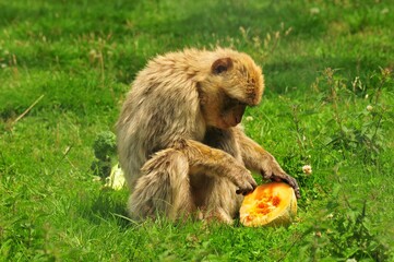 Poster - Closeup of a Barbary macaque, Macaca sylvanus with a half melon sitting on the grass.