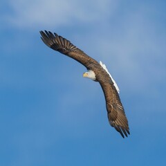 Canvas Print - Bald eagle flying against a blue sky with clouds.