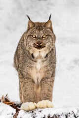 Poster - Vertical shot of a lynx in snow.