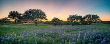 Panorama Of A Beautiful Green Field With Bluebonnets Flowers At Soft Sunset