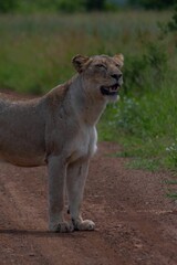 Poster - Mighty lioness standing on a trail