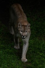 Poster - Vertical shot of a Florida panther in the wild.