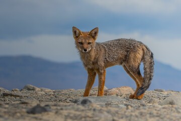 Canvas Print - Andean fox in the wild.