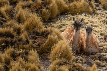 Poster - Selective of resting guanaco (Lama guanicoe) near bushes