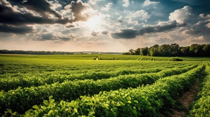 Wall Mural - Green ripening soybean field, agricultural landscape. Generative AI