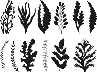 Wall Mural - set of seaweed silhouette on white background, vector