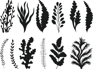 set of seaweed silhouette on white background, vector